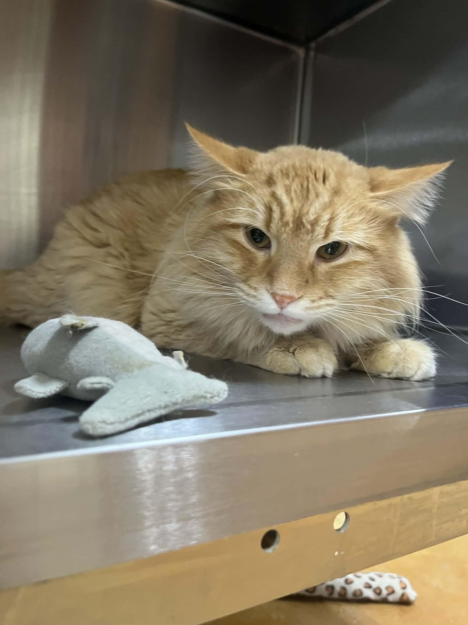 Enlarge George, a Adopted Domestic Long Hair in Austin, MN image 3/3