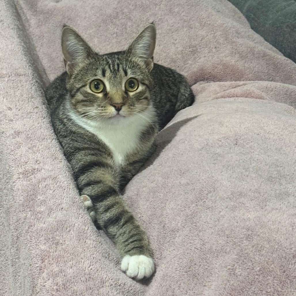 Minnie (bonded with Chispa), Adoptable, Young Female Domestic Short Hair.