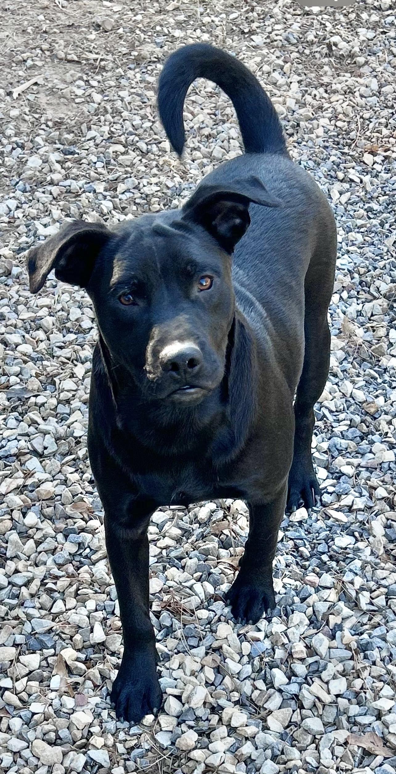 Enlarge Spanky, a Adoptable mixed breed in Paris, TX image 1/1