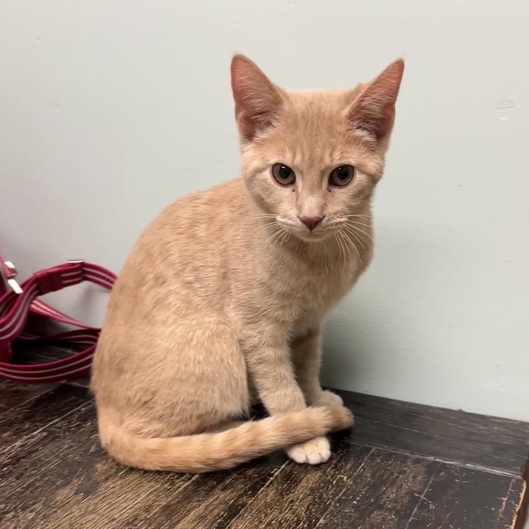 Lambo — thumbnail 2