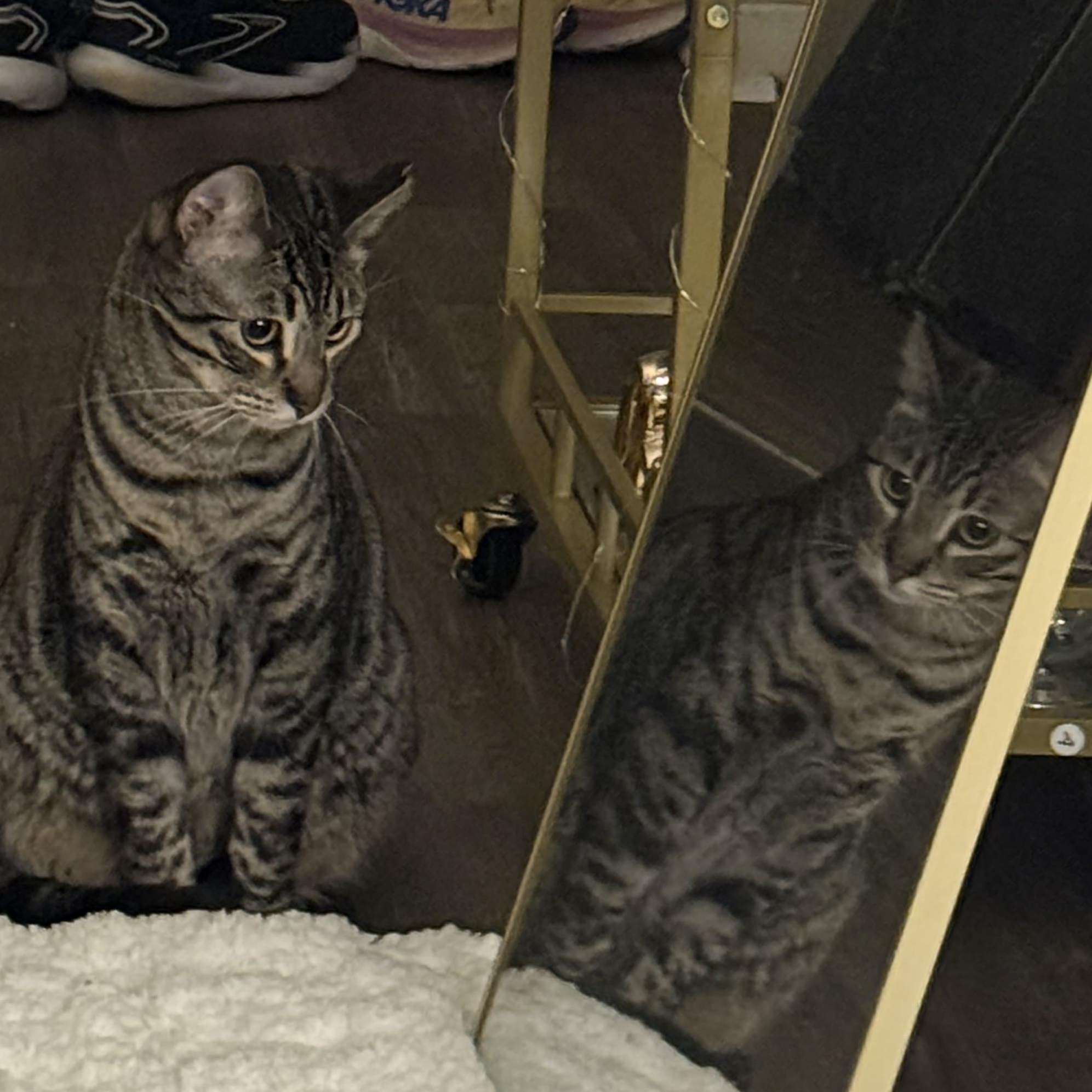 Fernando, an adoptable Domestic Short Hair, Tabby in Columbia, MO, 65203 | Photo Image 5