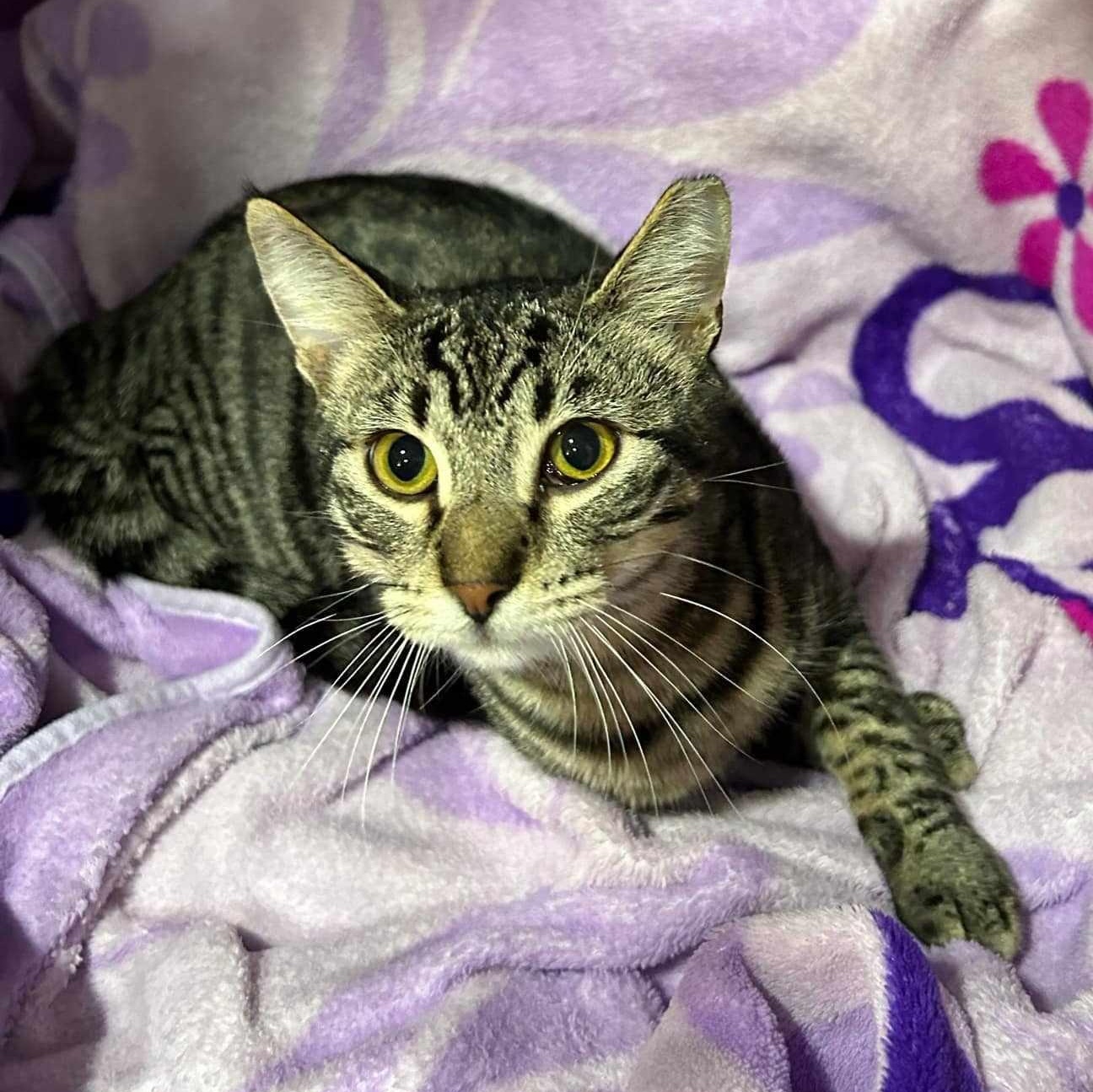 Fernando, an adoptable Domestic Short Hair, Tabby in Columbia, MO, 65203 | Photo Image 2