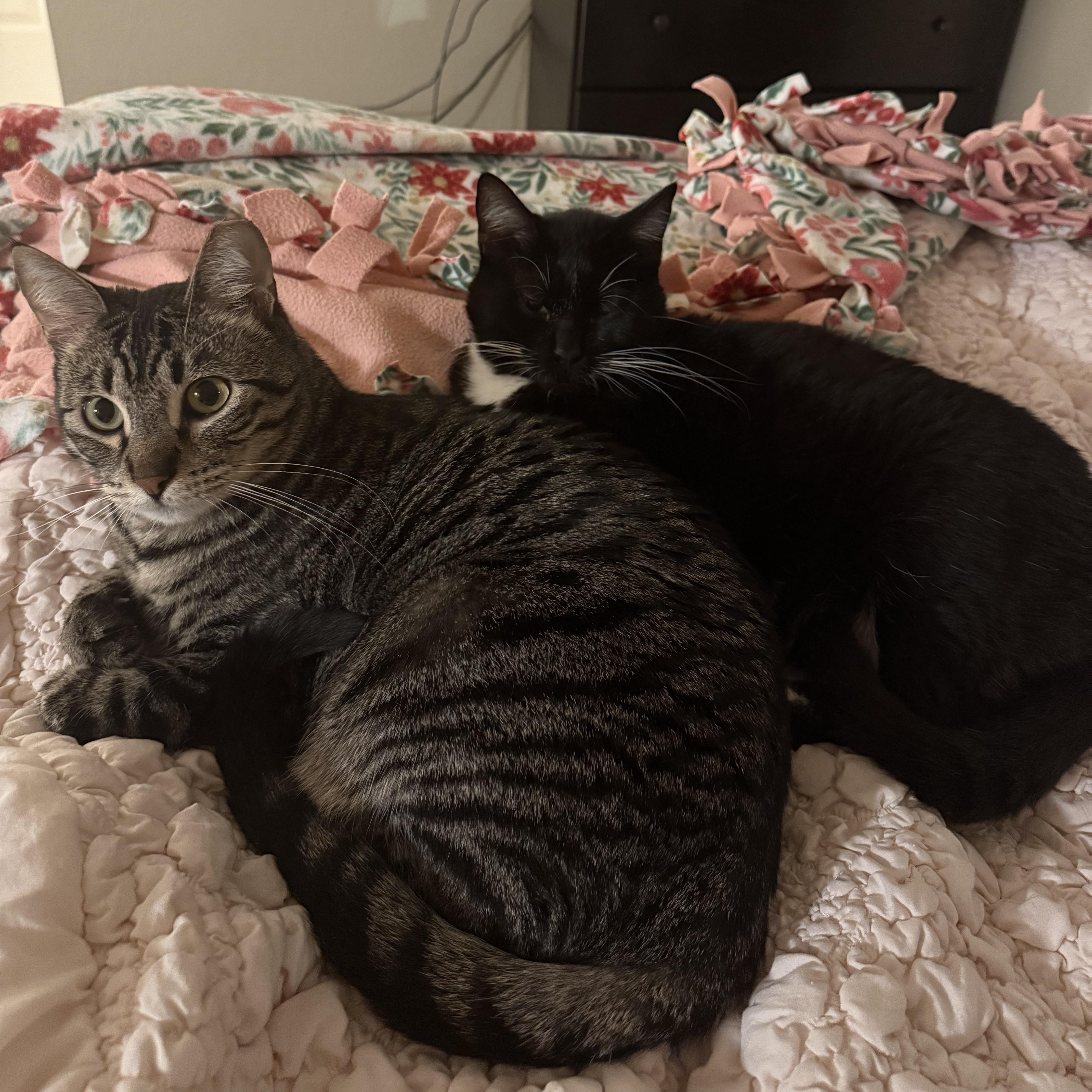 Fernando, an adoptable Domestic Short Hair, Tabby in Columbia, MO, 65203 | Photo Image 6