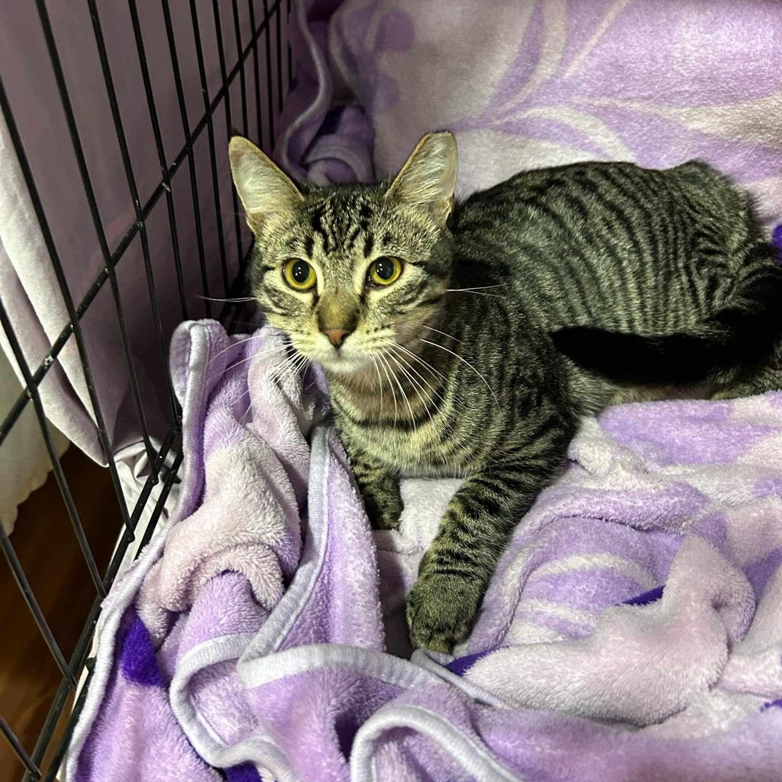 Fernando, an adoptable Domestic Short Hair, Tabby in Columbia, MO, 65203 | Photo Image 3