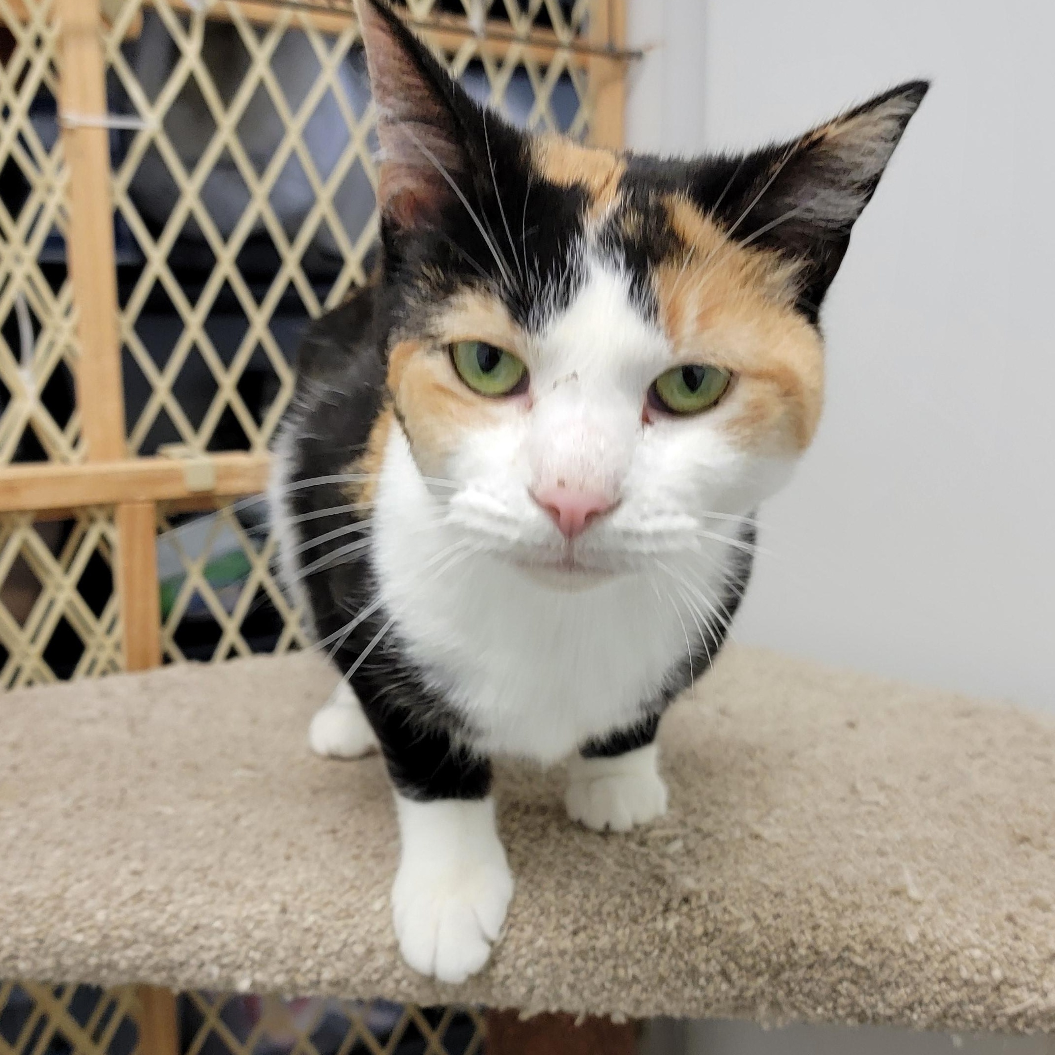 CLAIRE, adopted, Adult Female Calico & Domestic Short Hair.