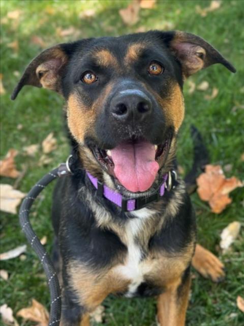 NOVA, Adoptable, Adult Female German Shepherd Dog.