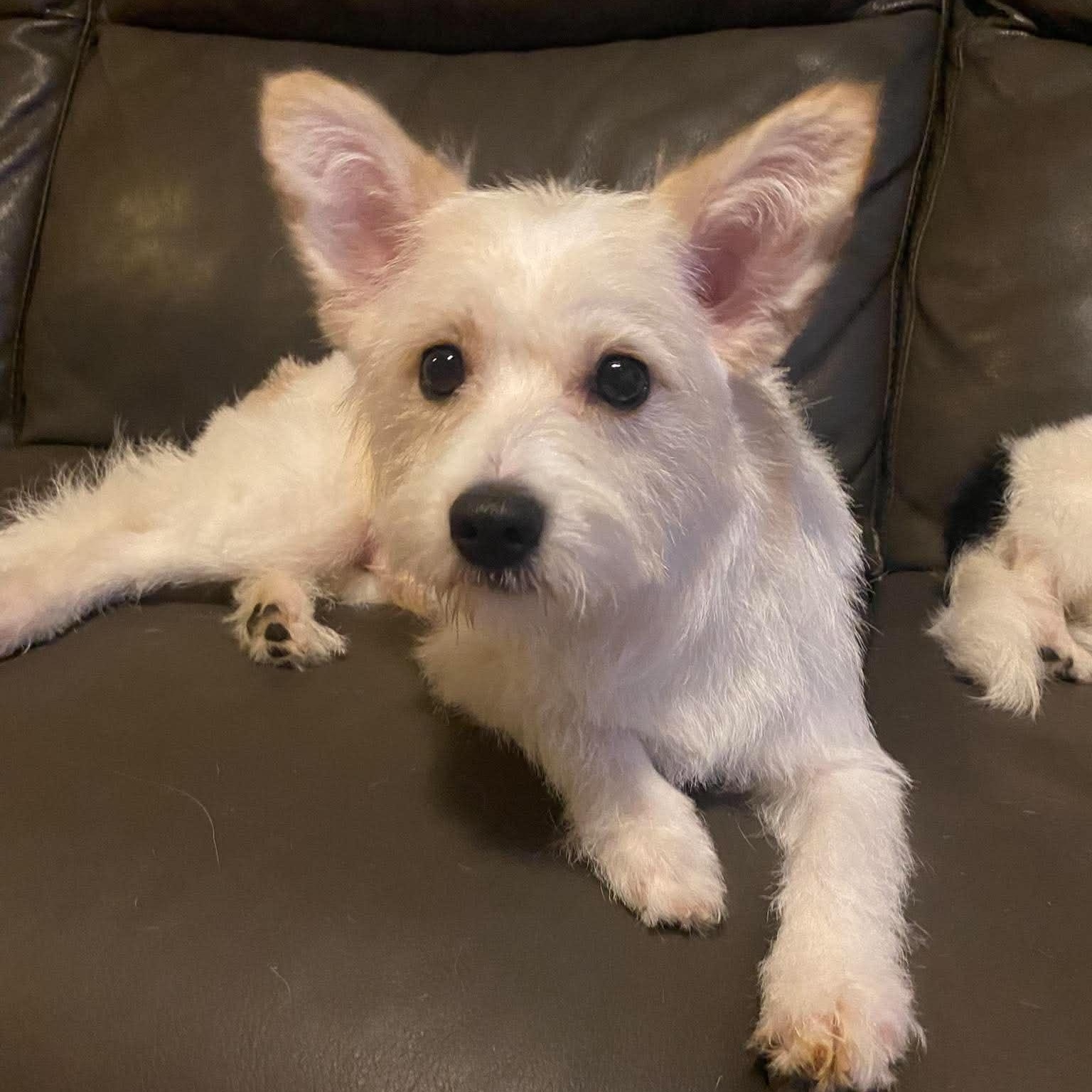 Enlarge Echo, an adopted mixed breed in Rochester, NY image 2/6
