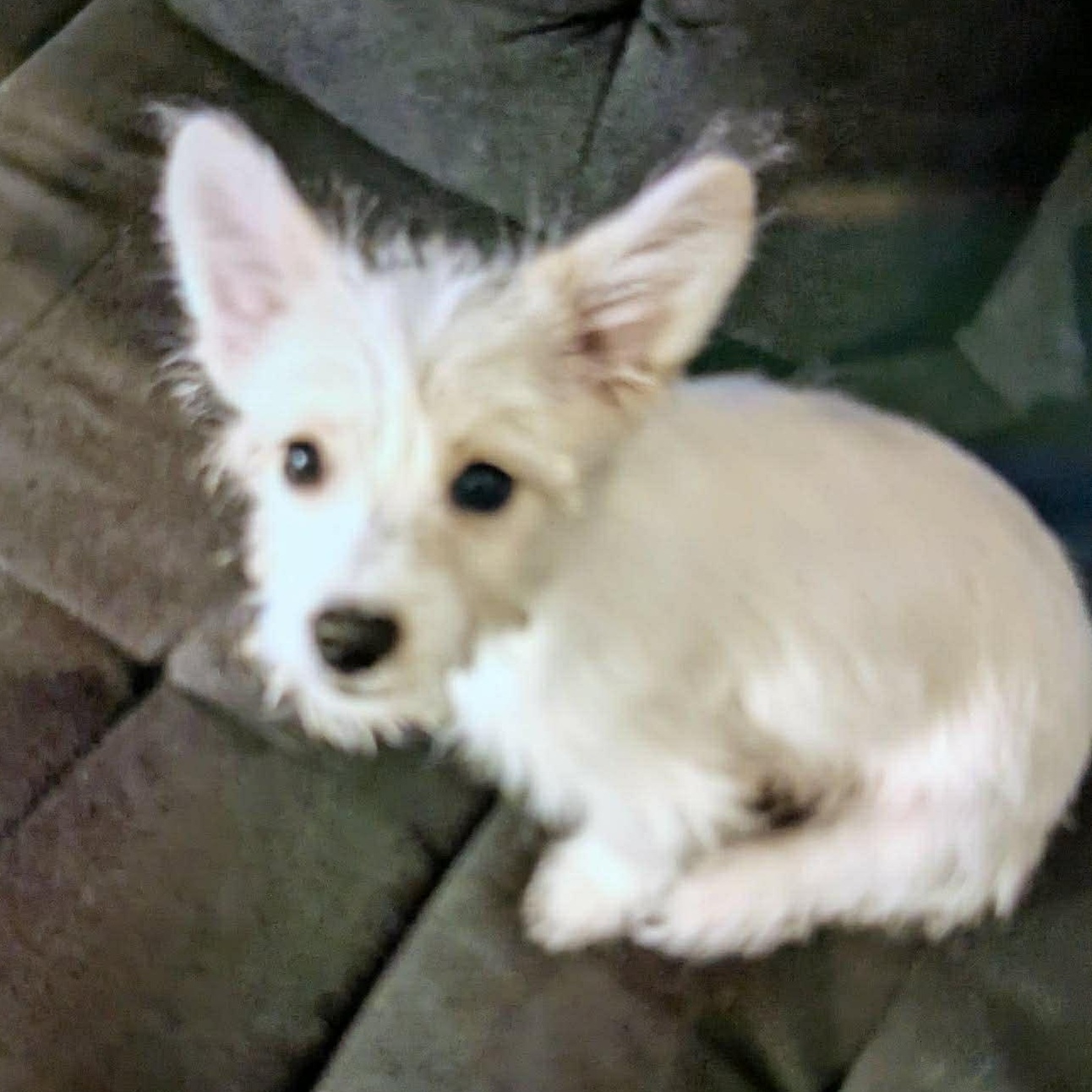 Enlarge Echo, an adopted mixed breed in Rochester, NY image 5/6