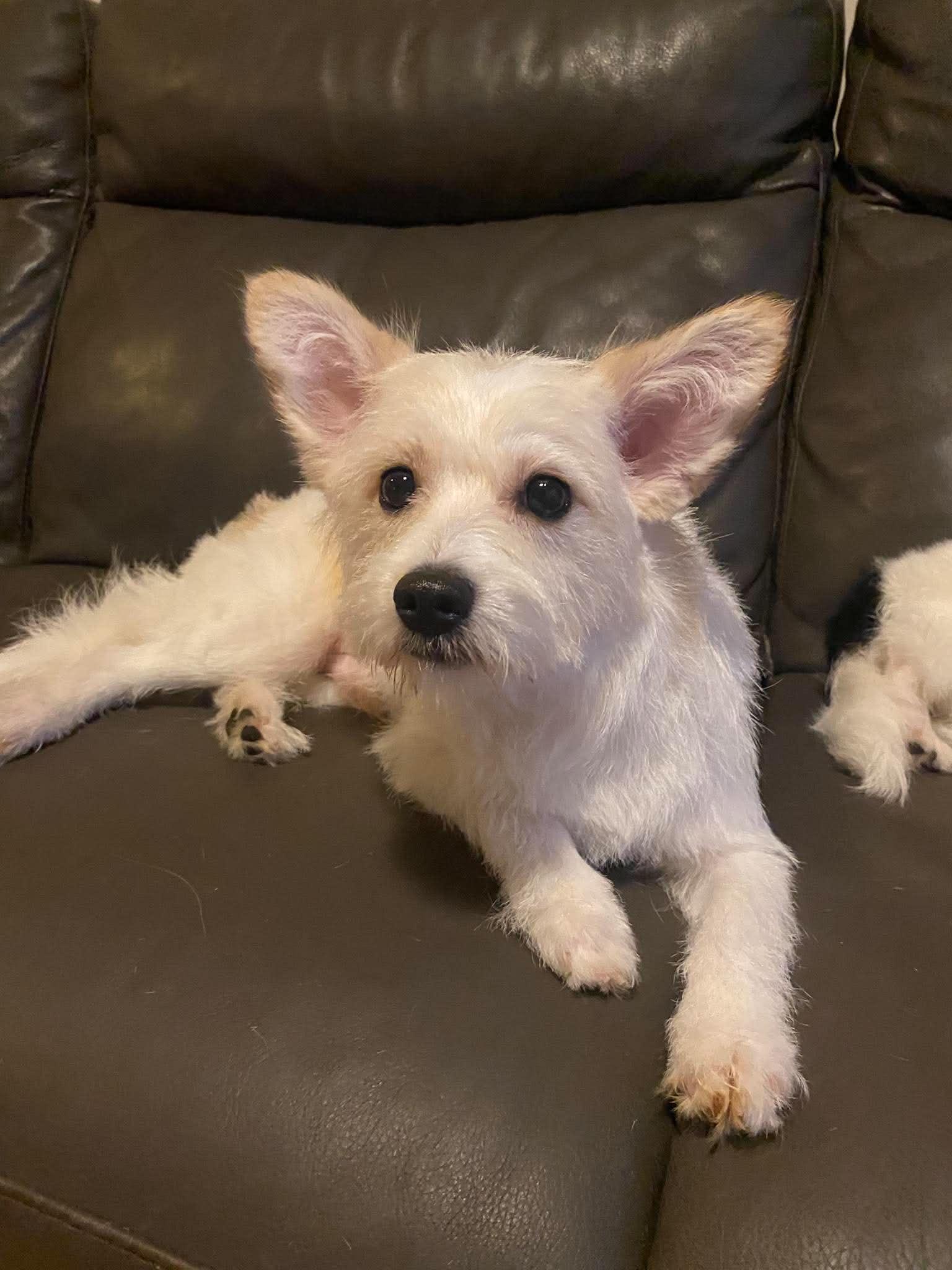 Enlarge Echo, an adopted mixed breed in Rochester, NY image 6/6