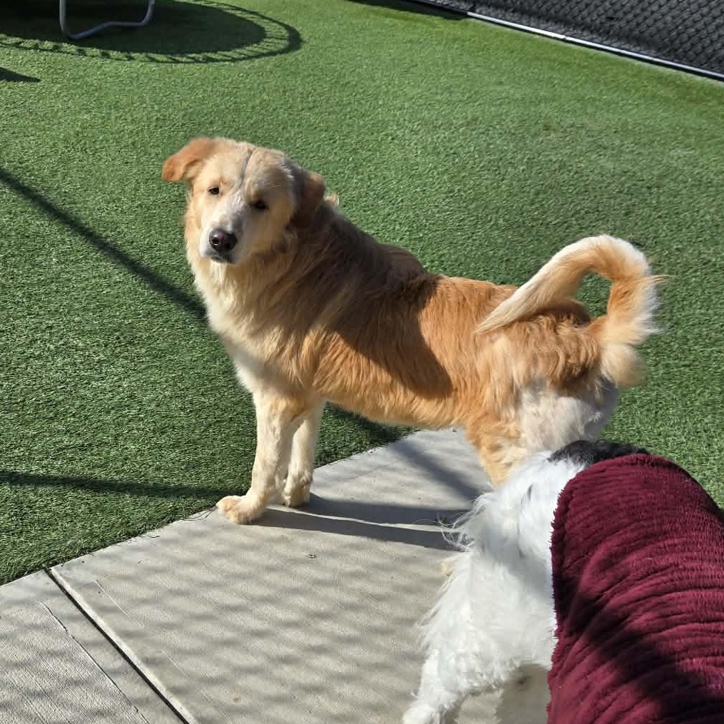 Sterling, Adoptable, Adult Male Golden Retriever.