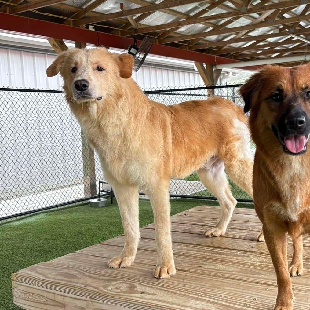 Enlarge Sterling, a Adoptable mixed breed in Richmond, KY image 2/3