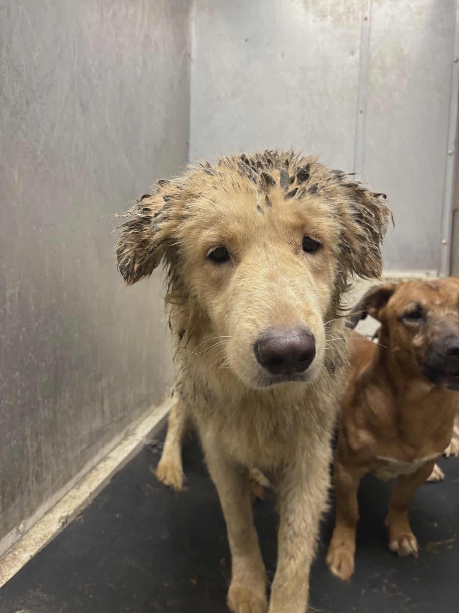 Sterling, Adoptable, Adult Male Golden Retriever.