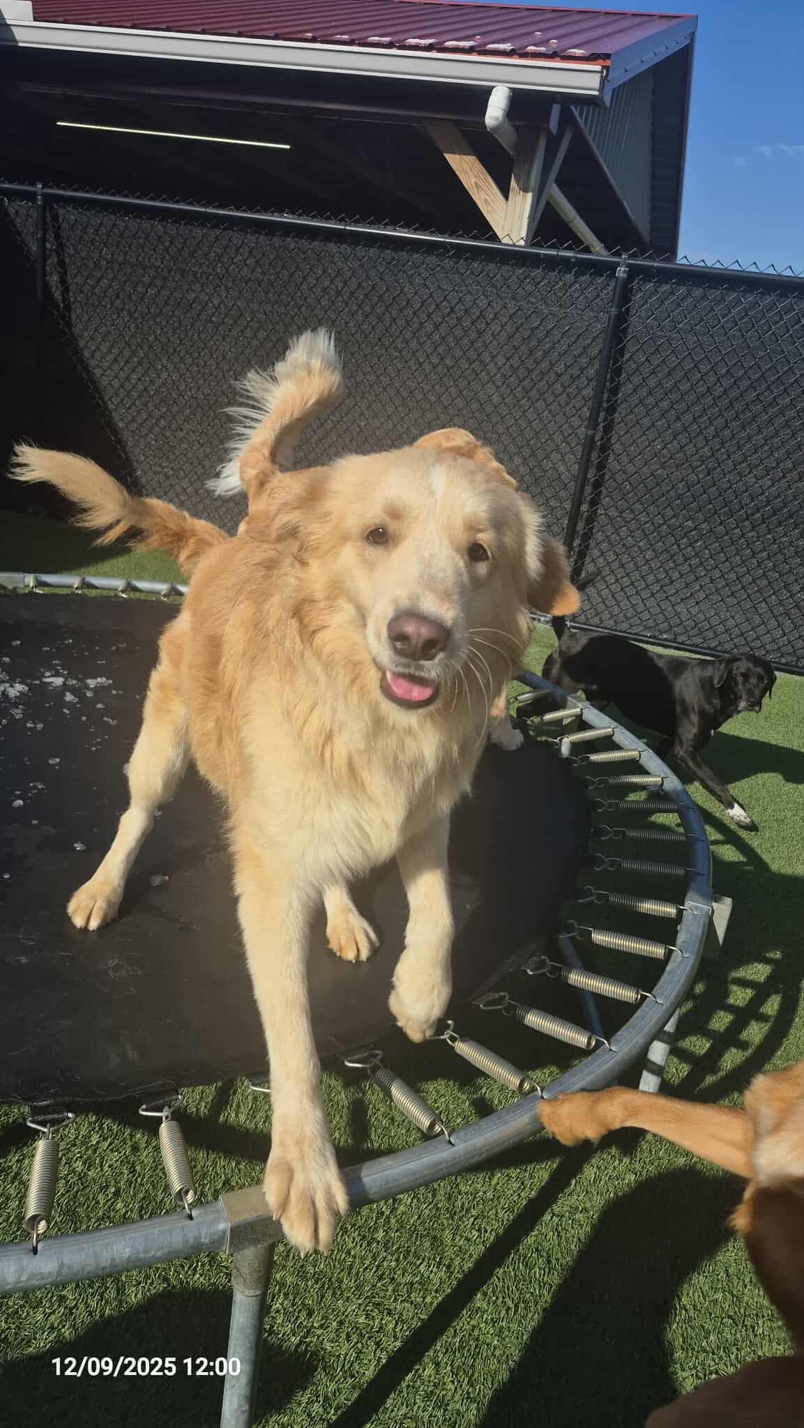 Enlarge Sterling, a Adoptable mixed breed in Richmond, KY image 3/3