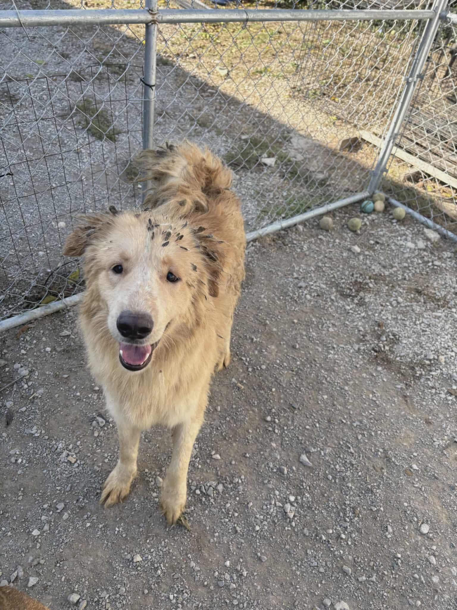 Sterling, a Adoptable mixed breed in Richmond, KY image 2/3