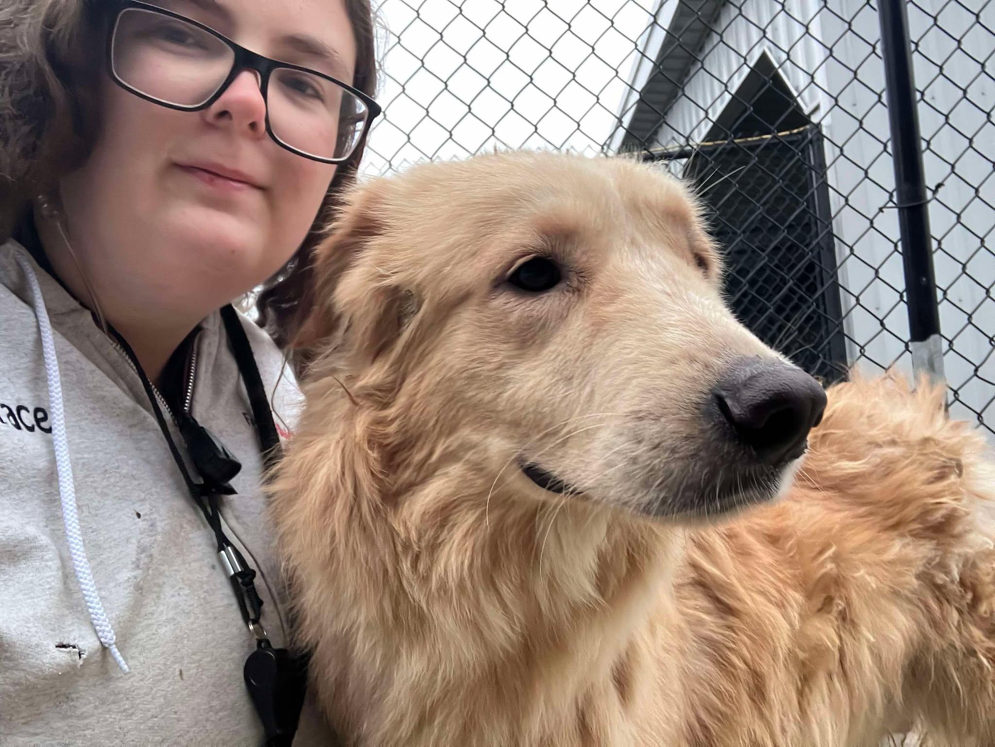 Sterling, a Adoptable mixed breed in Richmond, KY image 3/3