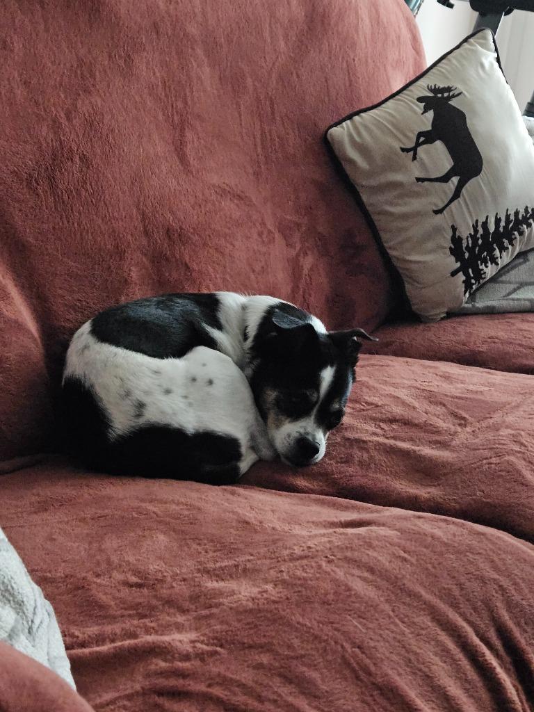 Harry / Stewie, Adoptable, Senior Male Rat Terrier & Shih Tzu.