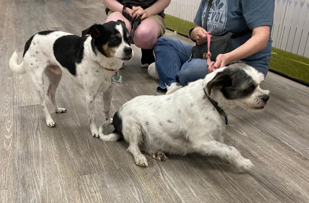 Harry / Stewie, Adoptable, Senior Male Rat Terrier & Shih Tzu.
