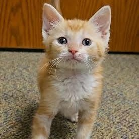 Forrest, adopted, Kitten Male Calico.