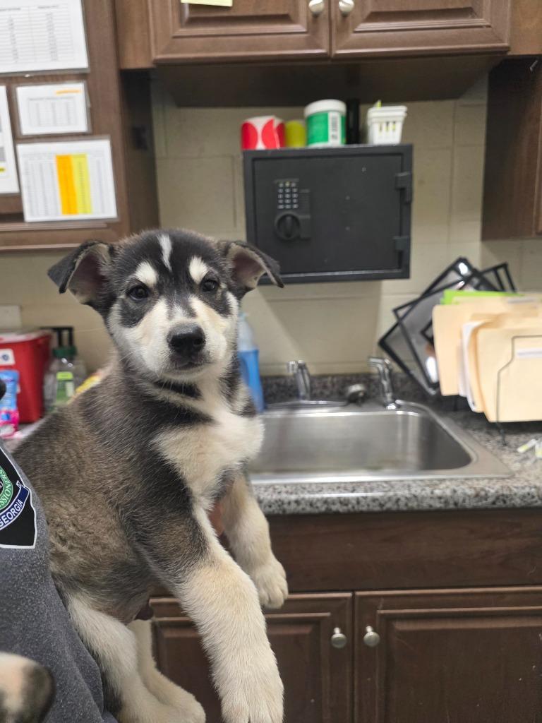 Enlarge 2026-04-019, a Adopted mixed breed in Winder, GA image 1/1