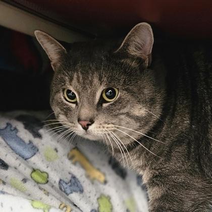 Alabama, Adoptable, Adult Male Domestic Short Hair & Domestic Short Hair.