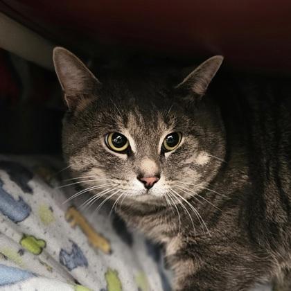 Enlarge Alabama, a Adoptable mixed breed in Scotia, NY image 2/3