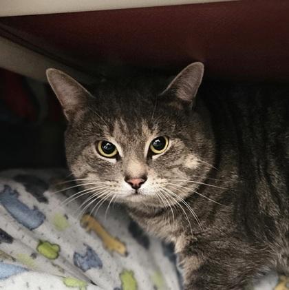 Enlarge Alabama, a Adoptable mixed breed in Scotia, NY image 3/3