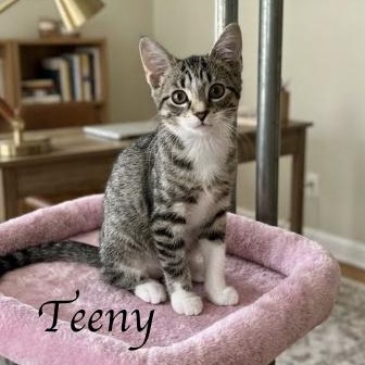 Enlarge Teeny...pint-sized perfection on four tiny paws, a Adoptable Domestic Short Hair in Murfreesboro, TN image 1/4