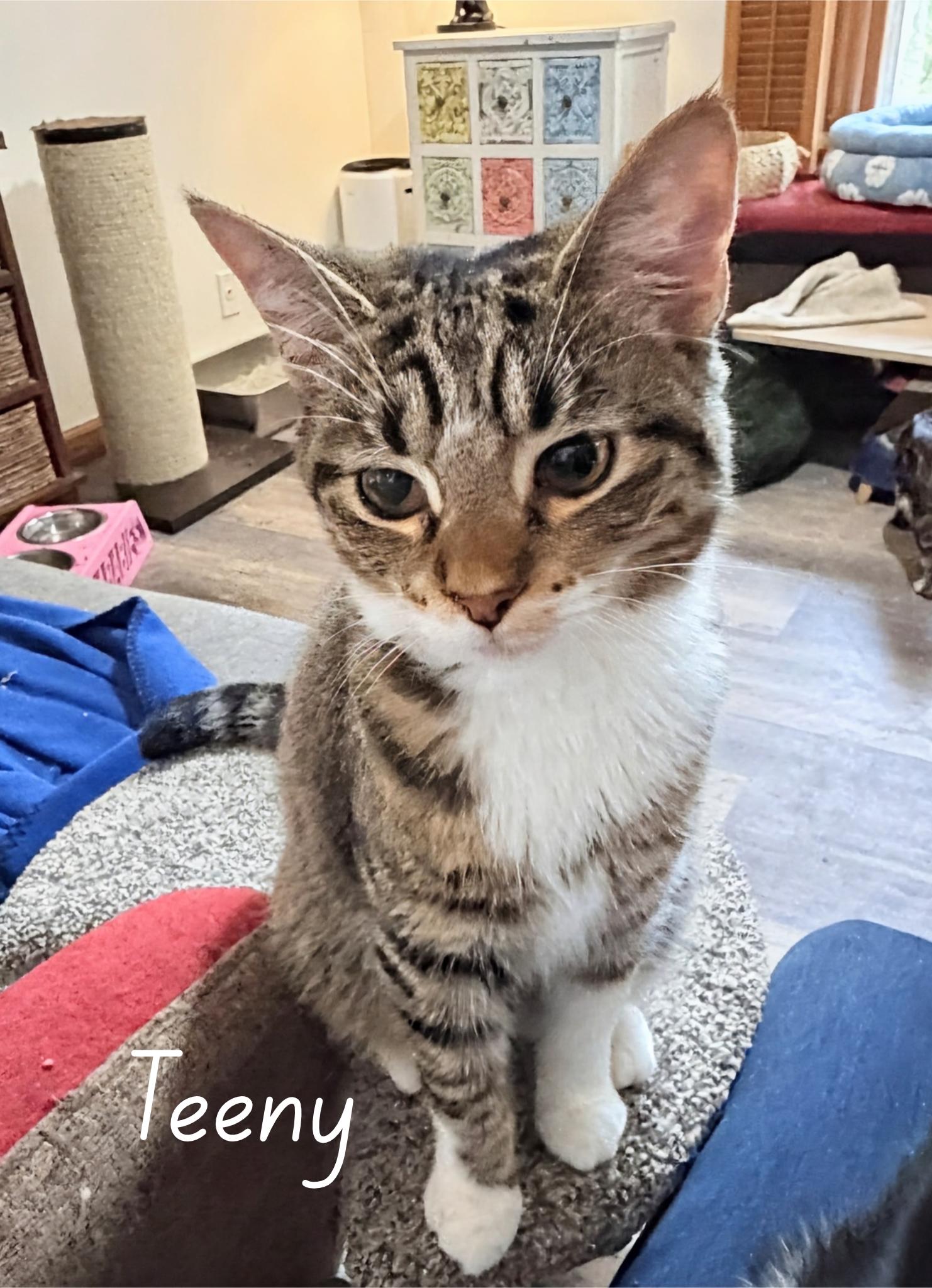 Enlarge Teeny...pint-sized perfection on four tiny paws, a Adoptable Domestic Short Hair in Murfreesboro, TN image 1/4