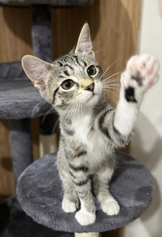 Enlarge Teeny...pint-sized perfection on four tiny paws, a Adoptable Domestic Short Hair in Murfreesboro, TN image 2/4