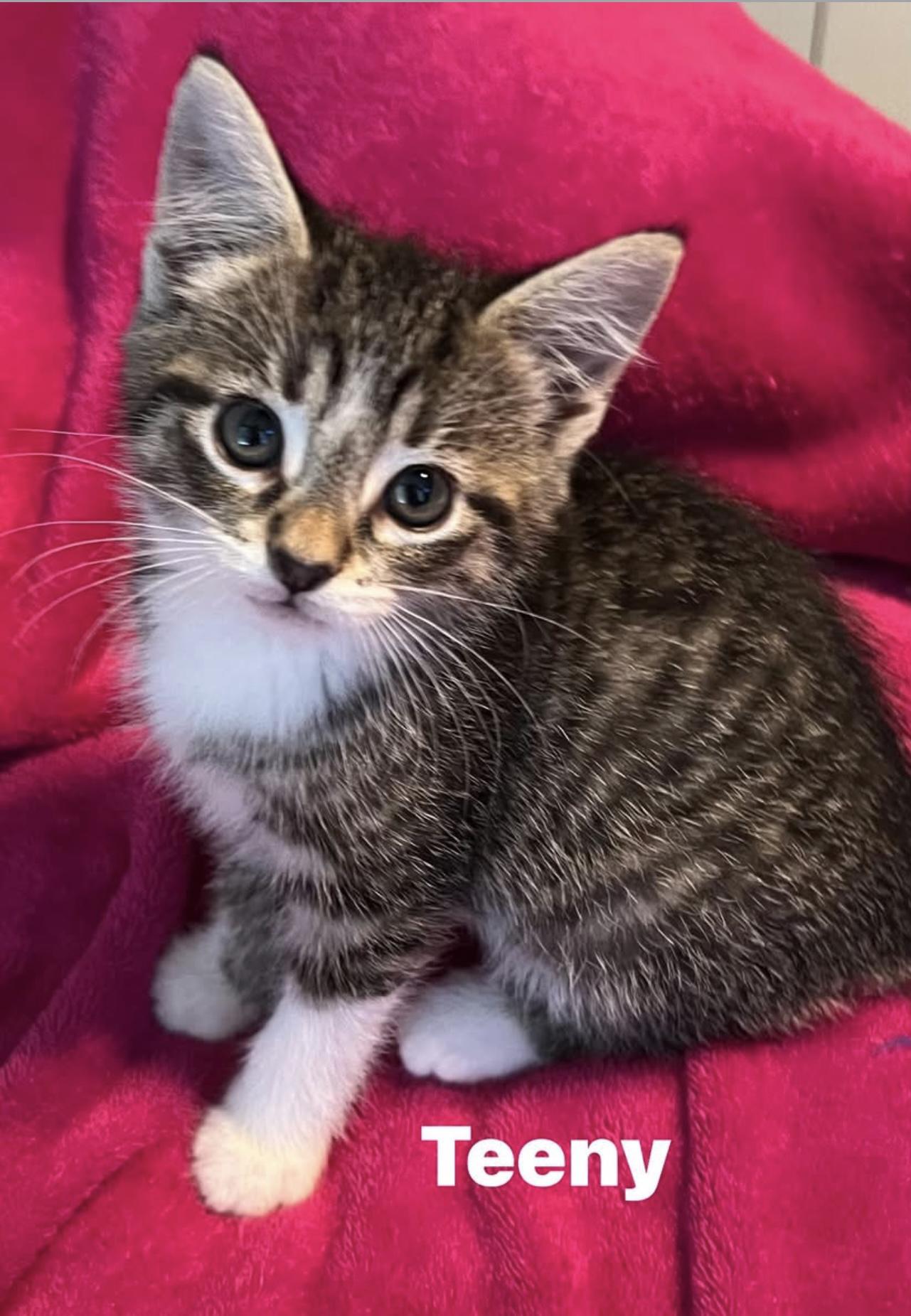 Enlarge Teeny...pint-sized perfection on four tiny paws, a Adoptable Domestic Short Hair in Murfreesboro, TN image 3/4