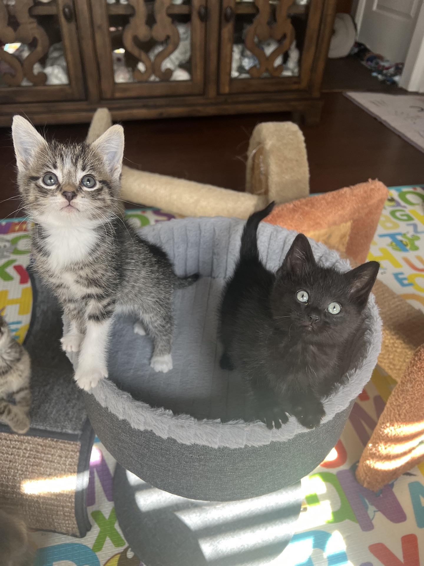 Enlarge Teeny...pint-sized perfection on four tiny paws, a Adoptable Domestic Short Hair in Murfreesboro, TN image 4/4