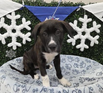 Enlarge PENELOPE, a Adoptable mixed breed in Saskatoon, SK image 1/1