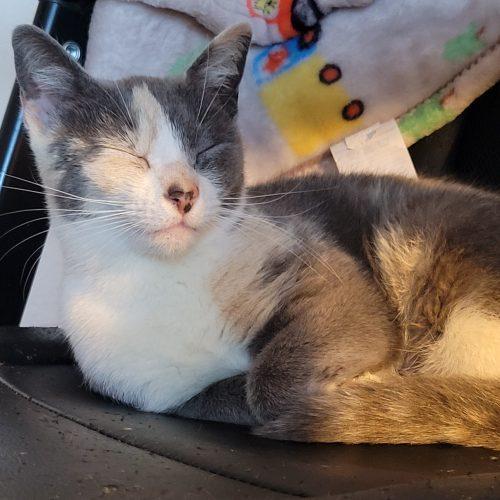 Honey Honey, Adoptable, Young Female Domestic Short Hair & Dilute Calico.