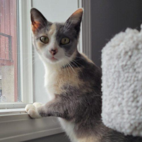 Enlarge Honey Honey, a Adoptable mixed breed in Knoxville, TN image 2/6