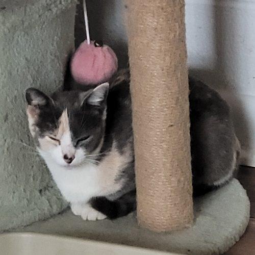 Enlarge Honey Honey, a Adoptable mixed breed in Knoxville, TN image 3/6