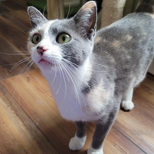 Enlarge Honey Honey, a Adoptable mixed breed in Knoxville, TN image 4/6