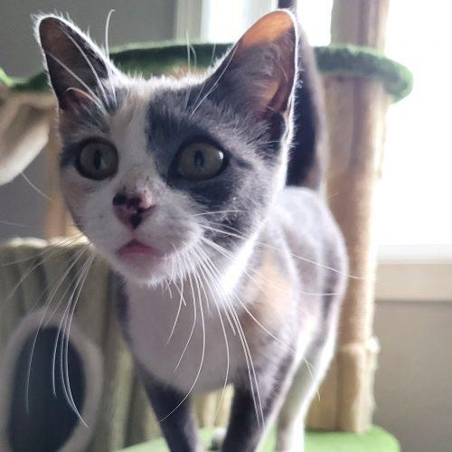 Enlarge Honey Honey, a Adoptable mixed breed in Knoxville, TN image 6/6