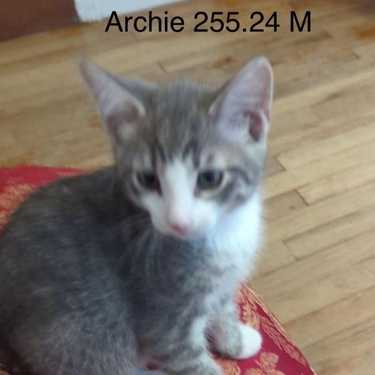 Cat for adoption Archie, a Domestic Short Hair in Batavia, NY Petfinder