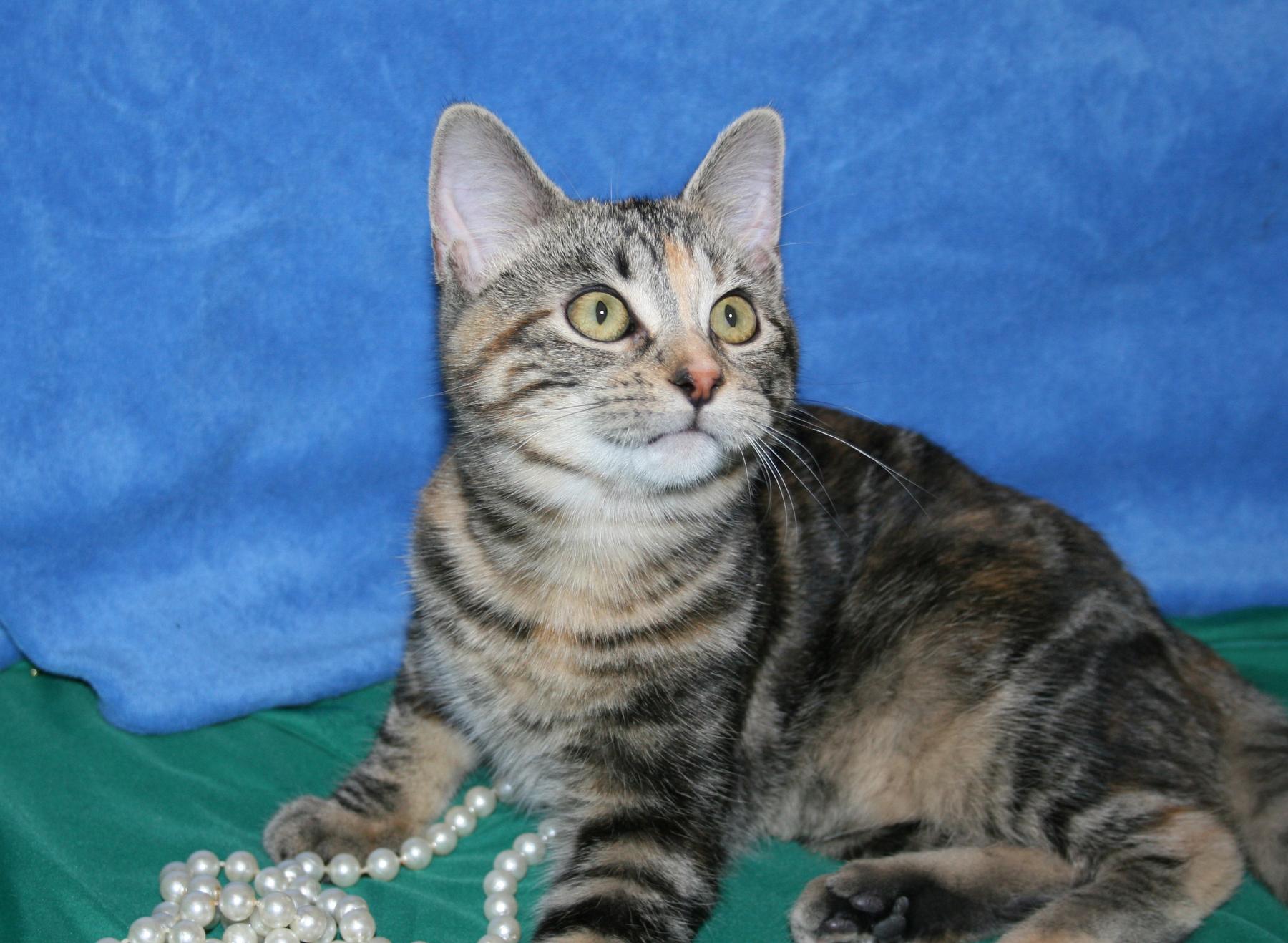 Perky, a ADOPTABLE mixed breed in Victoria, MN image 1/5