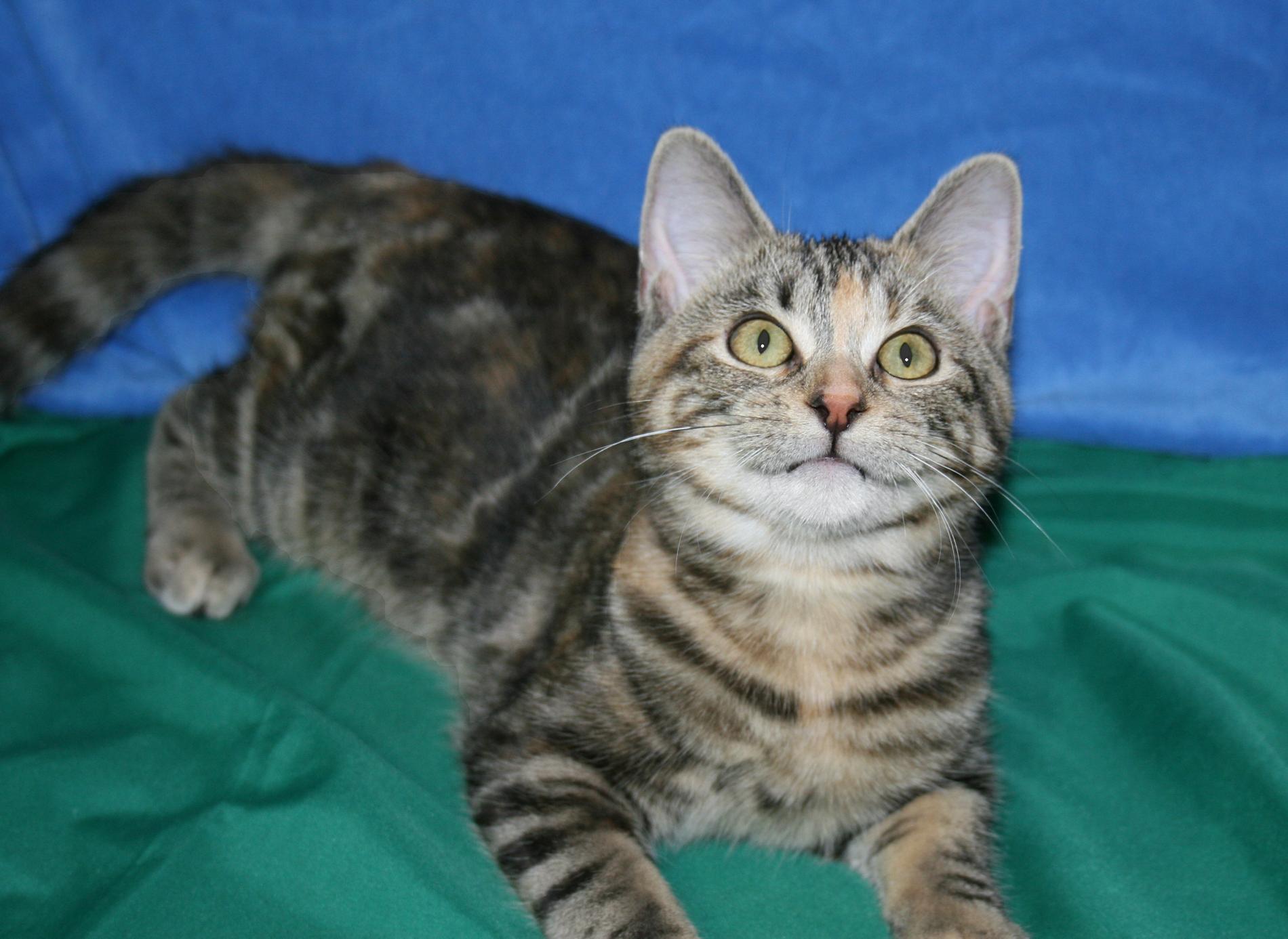 Perky, a ADOPTABLE mixed breed in Victoria, MN image 2/5