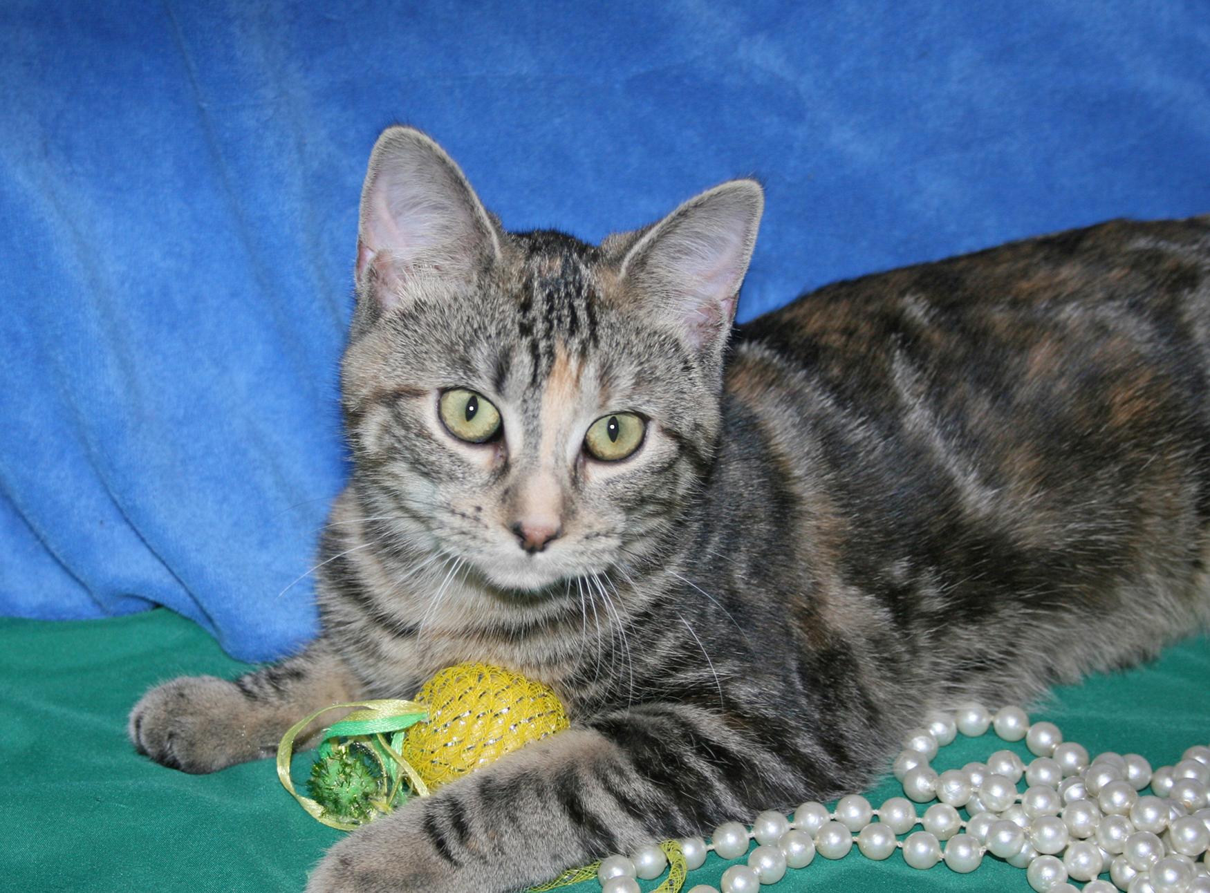 Perky, a ADOPTABLE mixed breed in Victoria, MN image 3/5