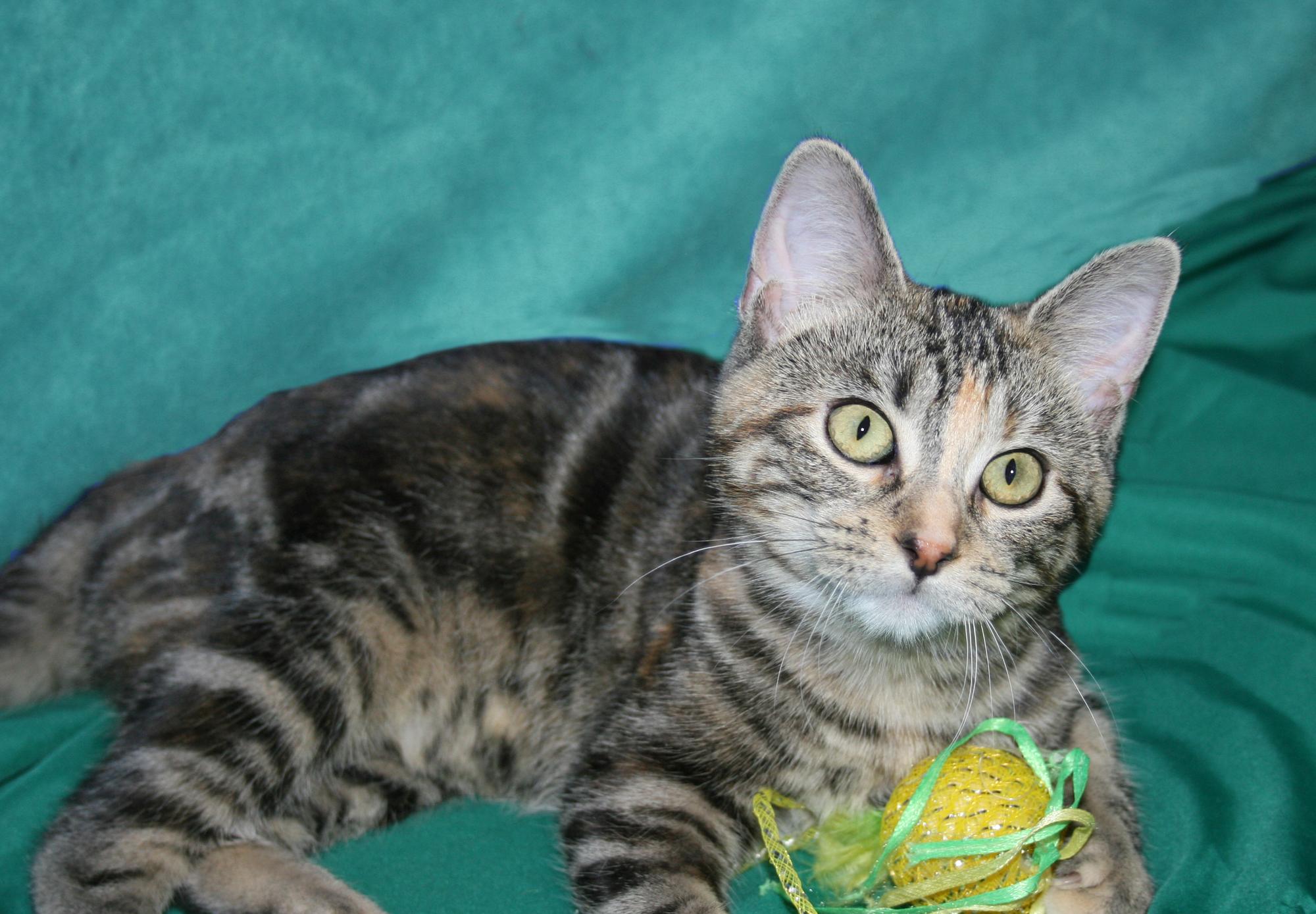 Perky, a ADOPTABLE mixed breed in Victoria, MN image 4/5