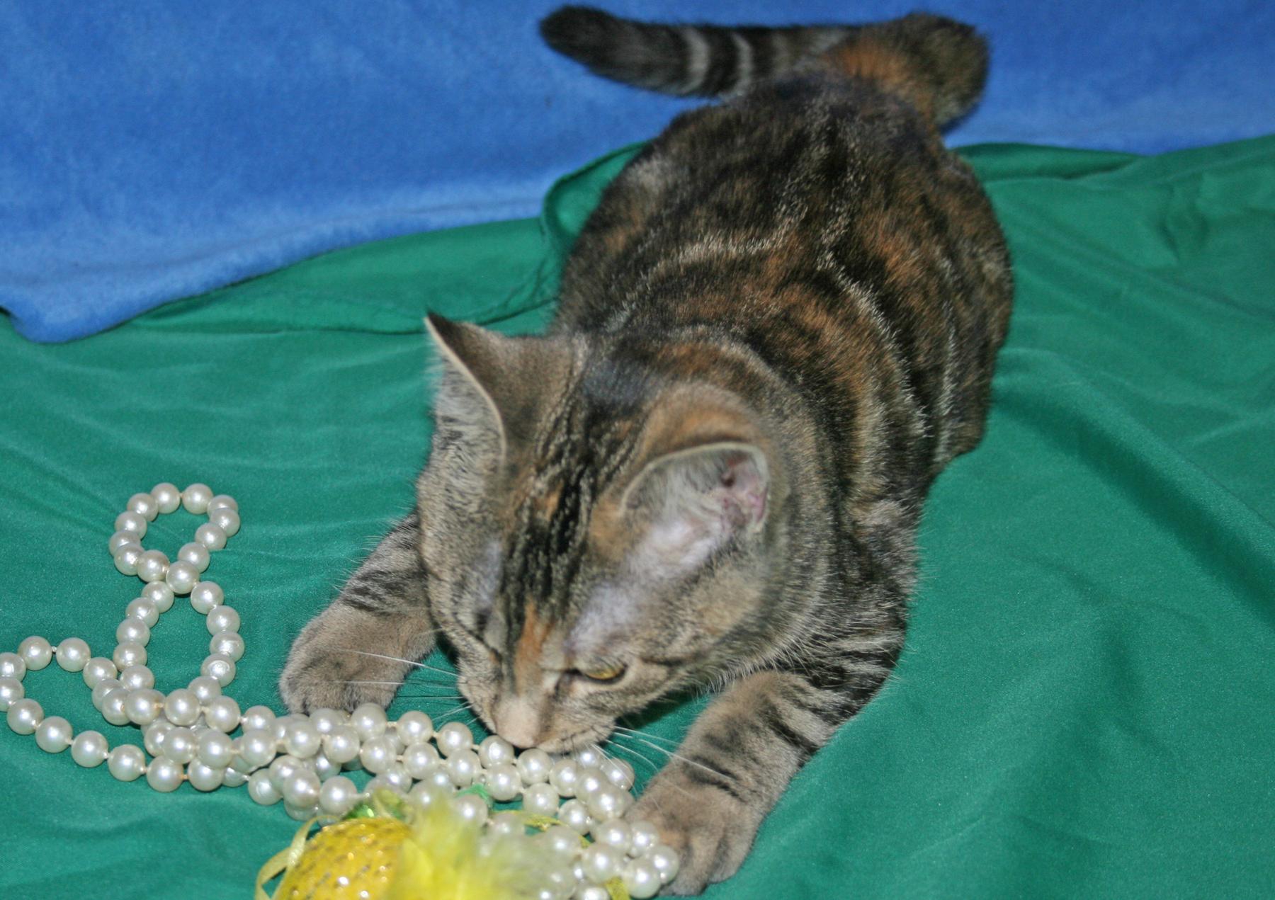 Perky, a ADOPTABLE mixed breed in Victoria, MN image 5/5