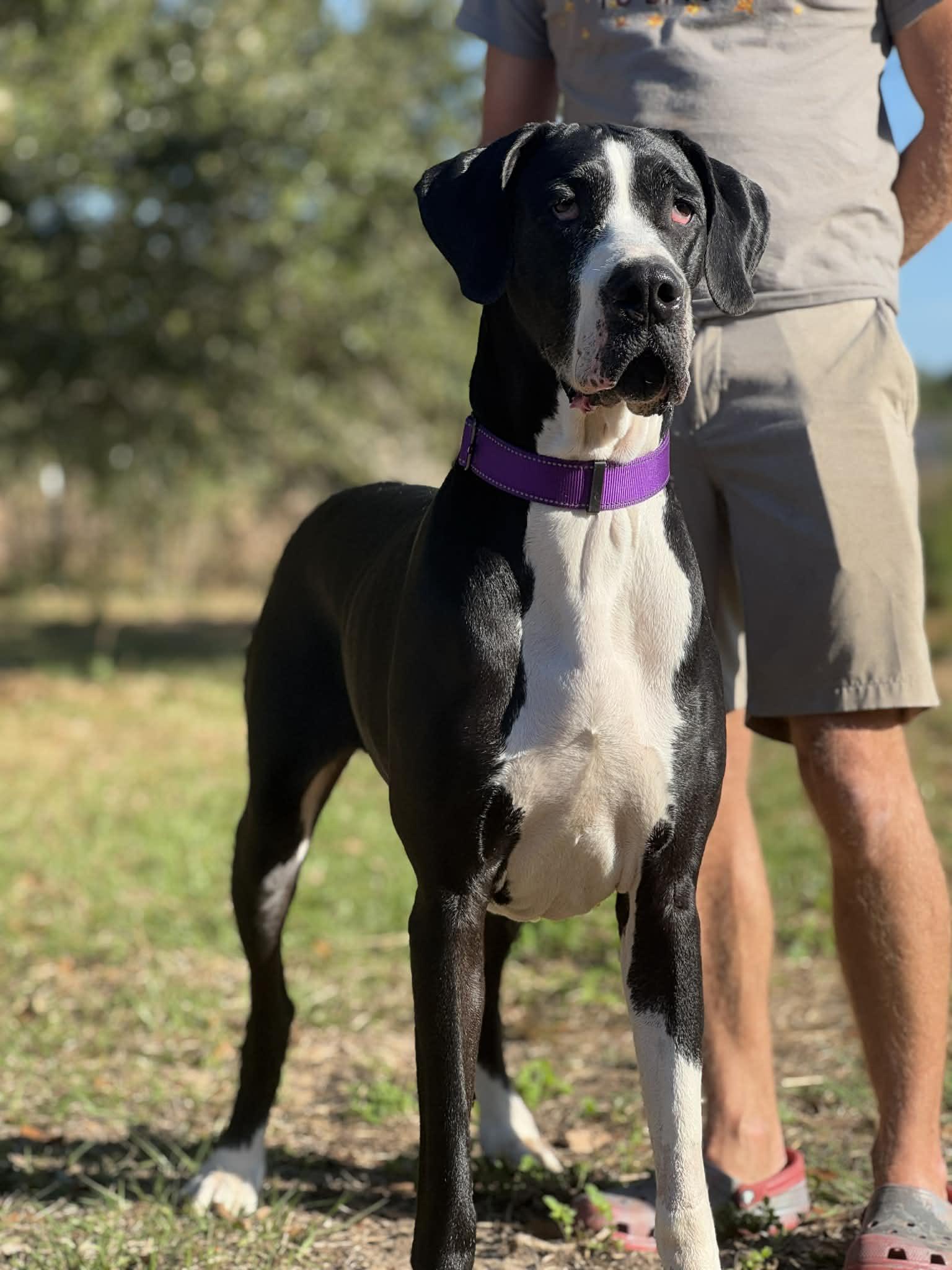 Nala, a Adoptable Great Dane in Pensacola, FL image 1/6
