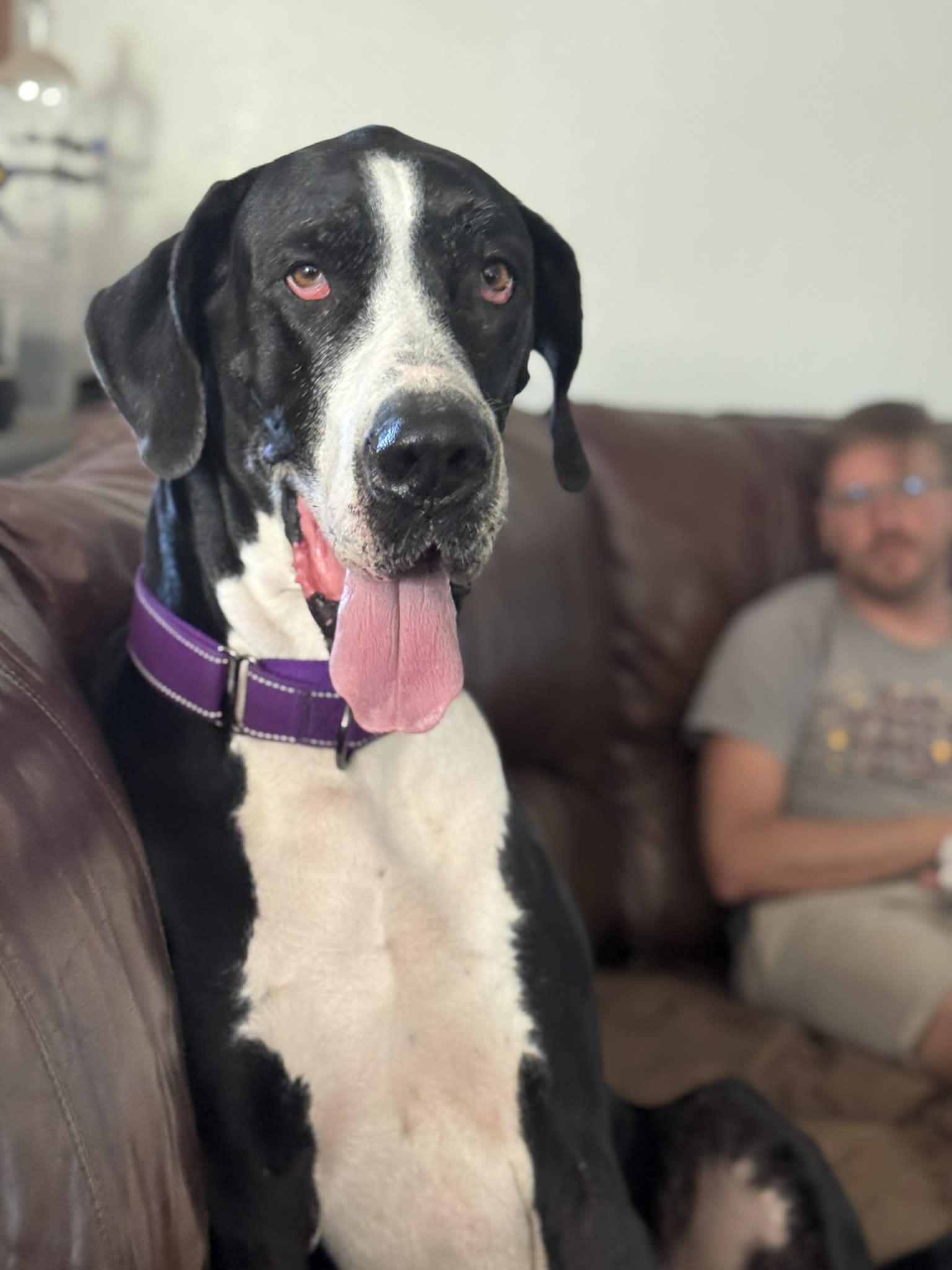 Nala, a Adoptable Great Dane in Pensacola, FL image 2/6