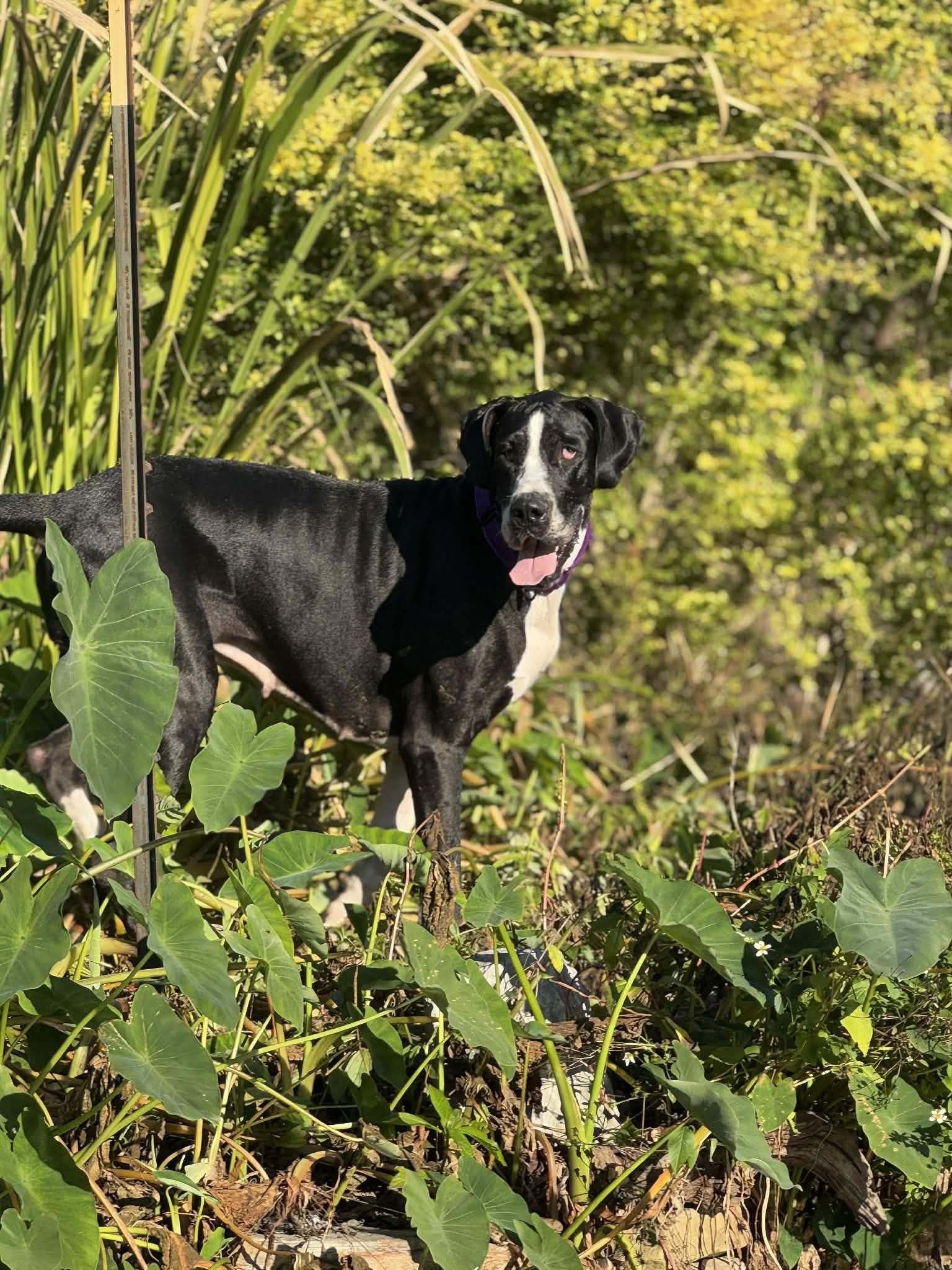 Nala, a Adoptable Great Dane in Pensacola, FL image 3/6