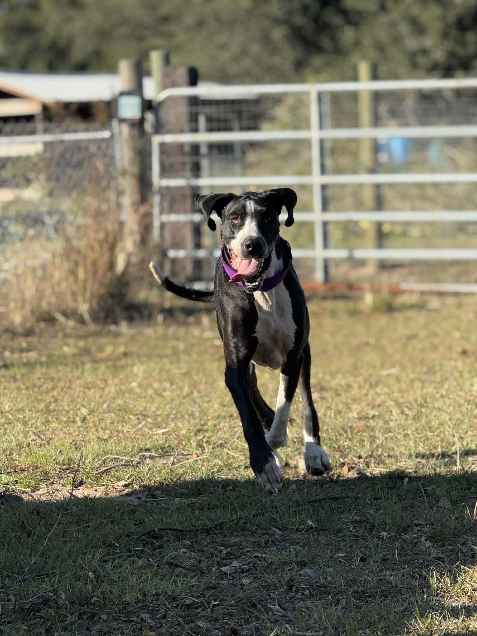 Nala, a Adoptable Great Dane in Pensacola, FL image 4/6