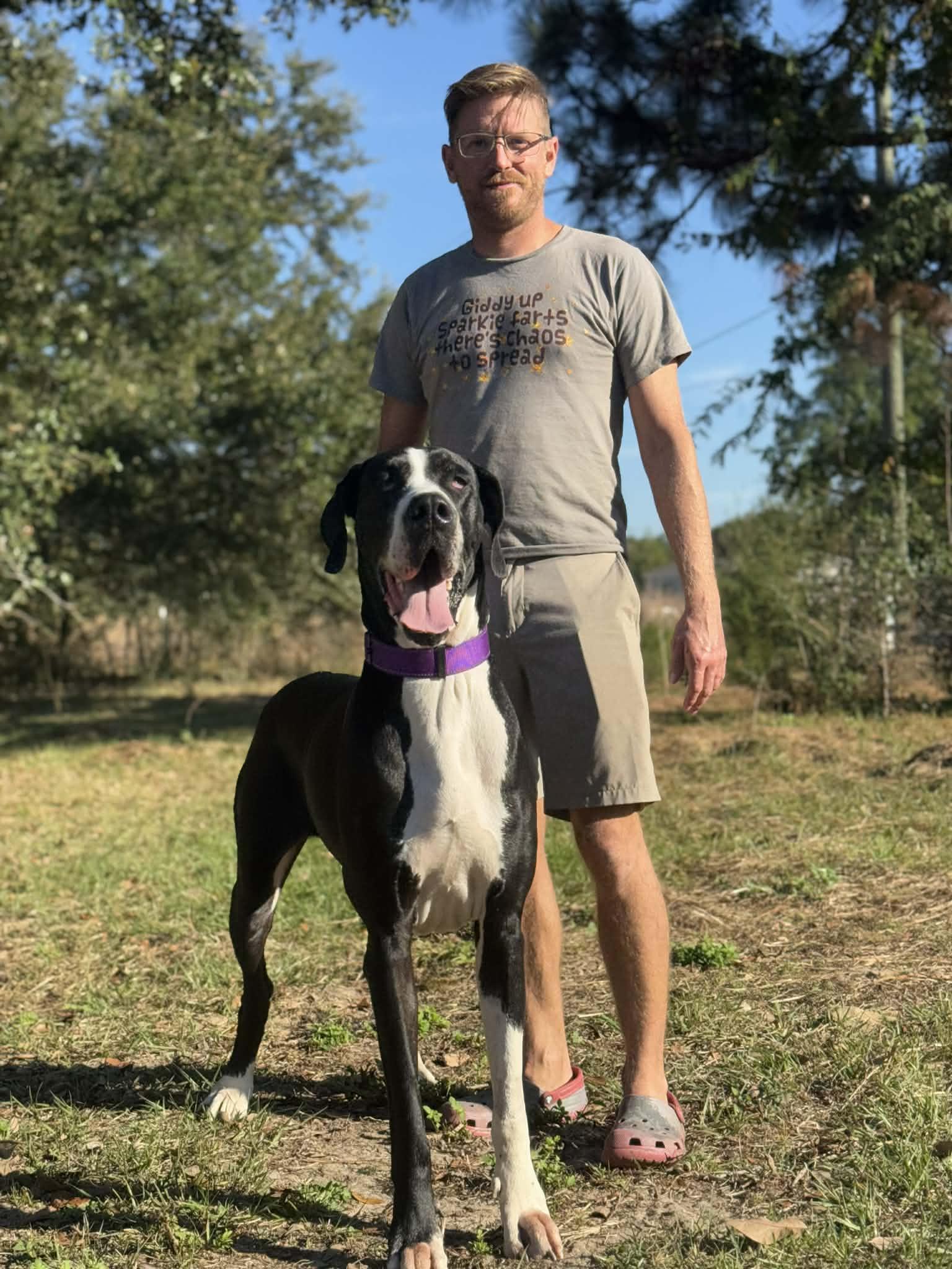 Nala, Adoptable, Adult Female Great Dane.