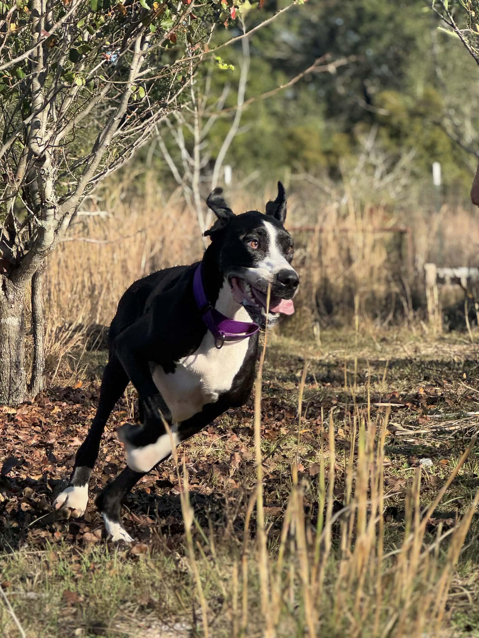 Nala, a Adoptable Great Dane in Pensacola, FL image 6/6