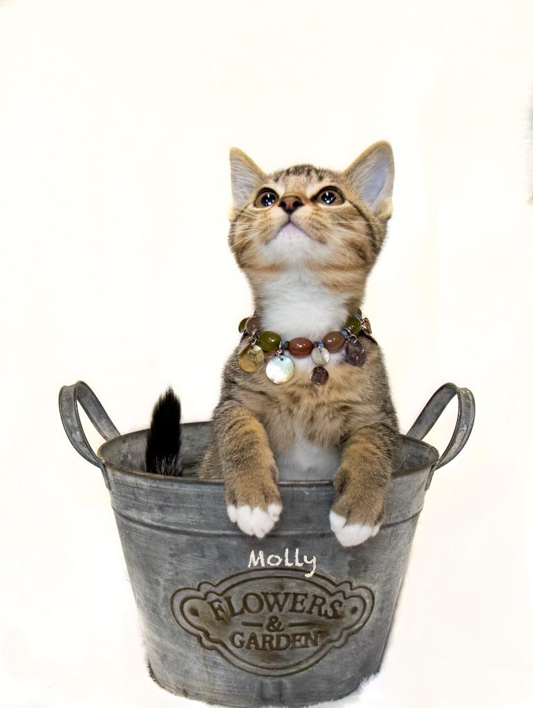 Molly, Adoptable, Kitten Female Domestic Short Hair.